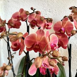 Doña Orquídea Y Don Anturio