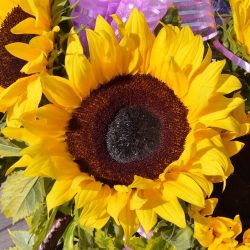 El Hada De Las Flores