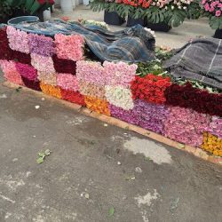 El Organal "tierra De Rosas"
