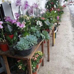 El Rincón De La Flor