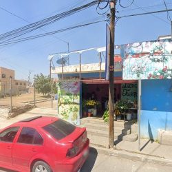 El Tulipan