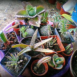 El Viverito. Tienda De Plantas. Centro Botánico