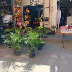 Eufloría