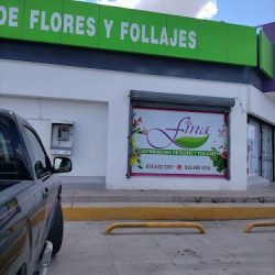 Fina Distribuidora De Flores Y Follajes