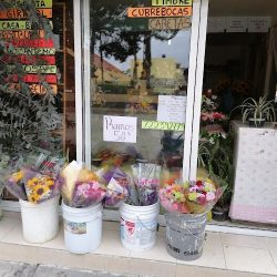 Flor De Chavacano