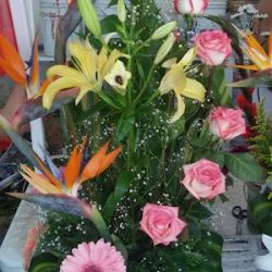 Flor De Mayo