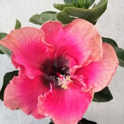 Florentina (vivero De Plantas)