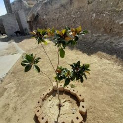 Florereria "amor Eterno"