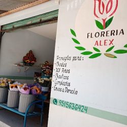 Floreria "alex" Xoxo