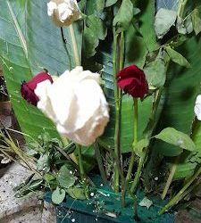 Florería Amor
