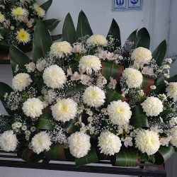 Floreria Amor Rosa