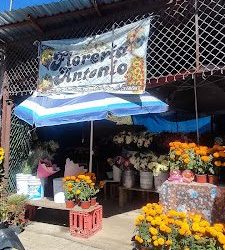 Floreria Antonio
