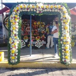 Florería Ave De Paraíso