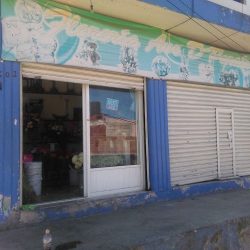 Florería Ave De Paraíso