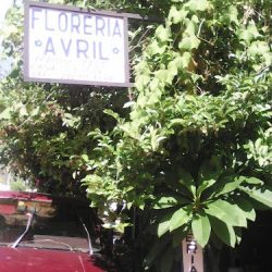 Floreria Avril
