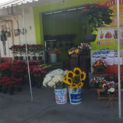Floreria Azucena
