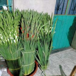 Florería Belen