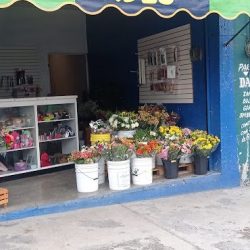 Florería Bloom