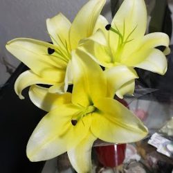 Florería Bugambilias, Zihuatanejo, Guerrero
