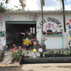 Florería Casa Orquídea