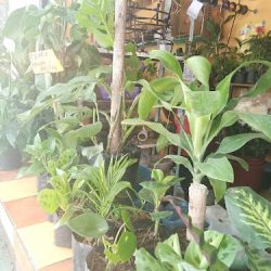 Floreria Dalia