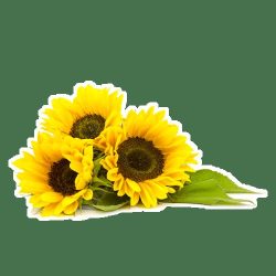Florería Dalias