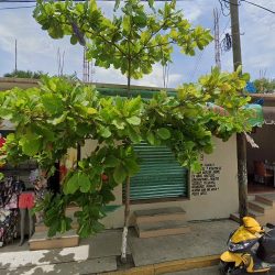 Floreria El Paraiso