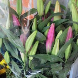 Floreria En Toluca - Florería D'lirio