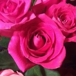 Floreria Flor De Loto