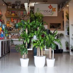 Floreria Florideascancun
