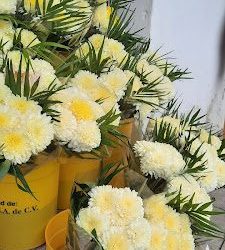 Floreria Franco's