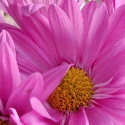 Florería Girasoles