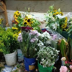 FlorerÍa Iris Pro-flor PÁtzcuaro