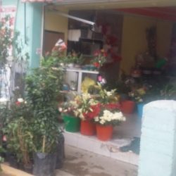 Floreria "la Piedad"
