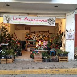 Floreria "las Azucenas"
