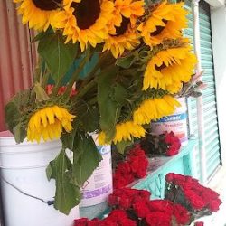 Floreria "los Girasoles"