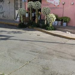 Florería Lucy