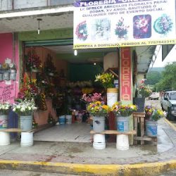 Floreria Orquidea