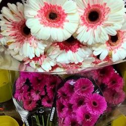 Florería Ortega