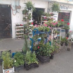 Florería Peralos Dorados