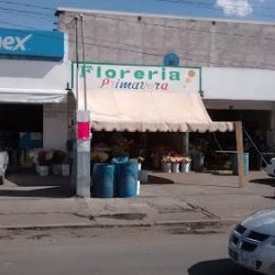 Floreria Primavera