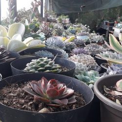 Floreria Sabina