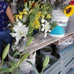 Floreria Santa Ana