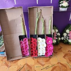 Floreria Santo Domingo