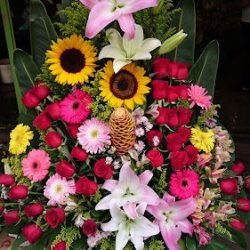 Floreria Soledad