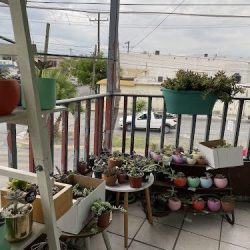 Florería Suculenta Boutique Floral