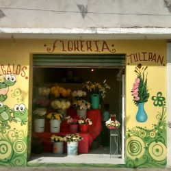 Floreria Tulipan