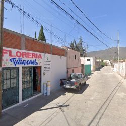 Floreria Tulipanes