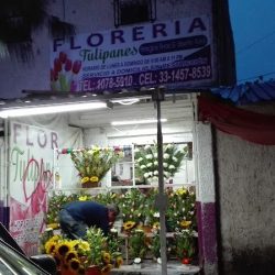 Floreria Tulipanes