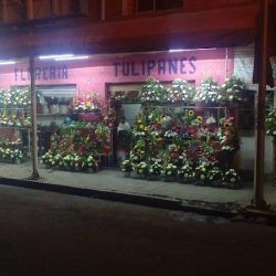 Floreria Tulipanes